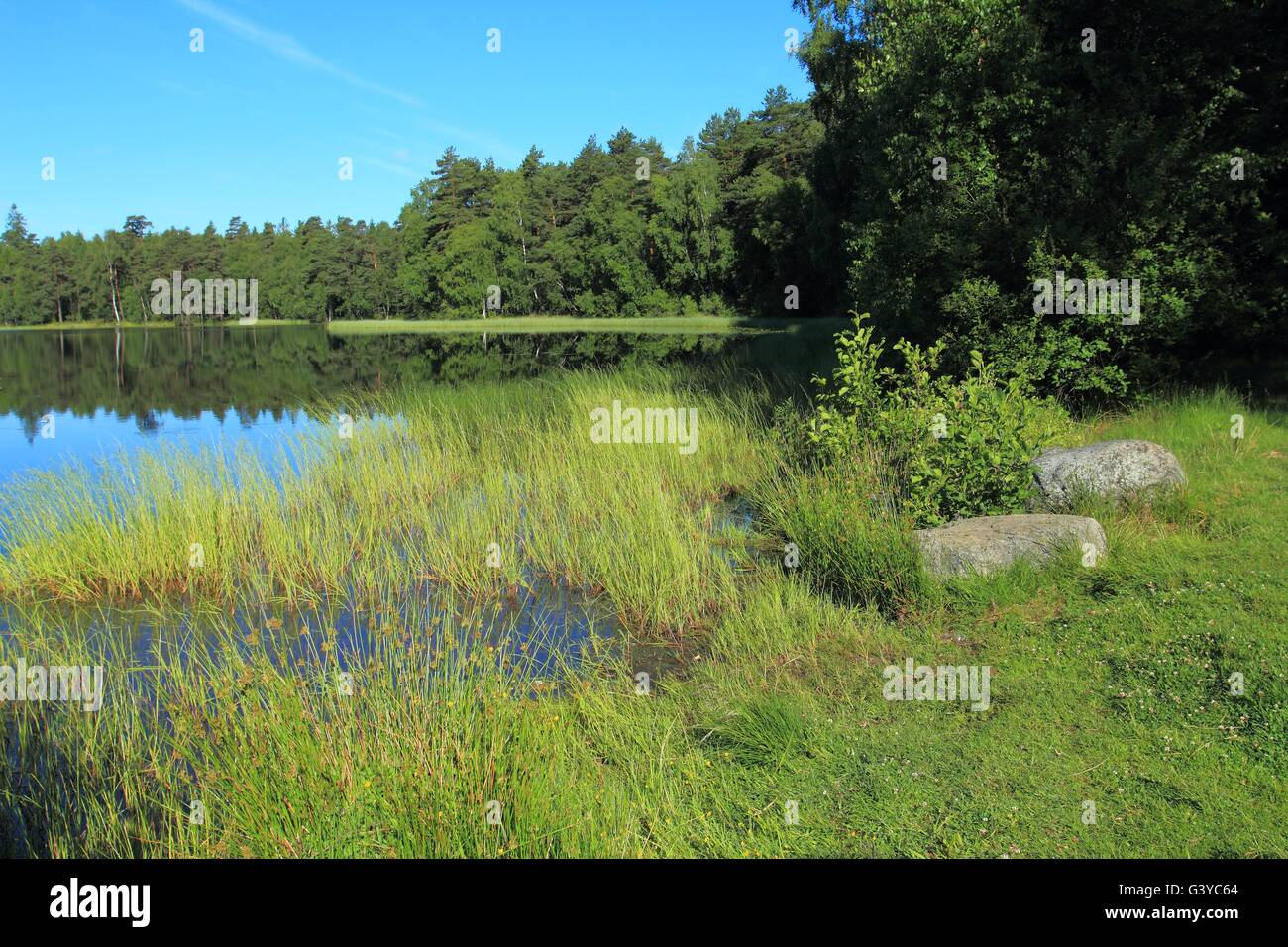 See im Wald, kaschubische Region, Polen Stockfoto