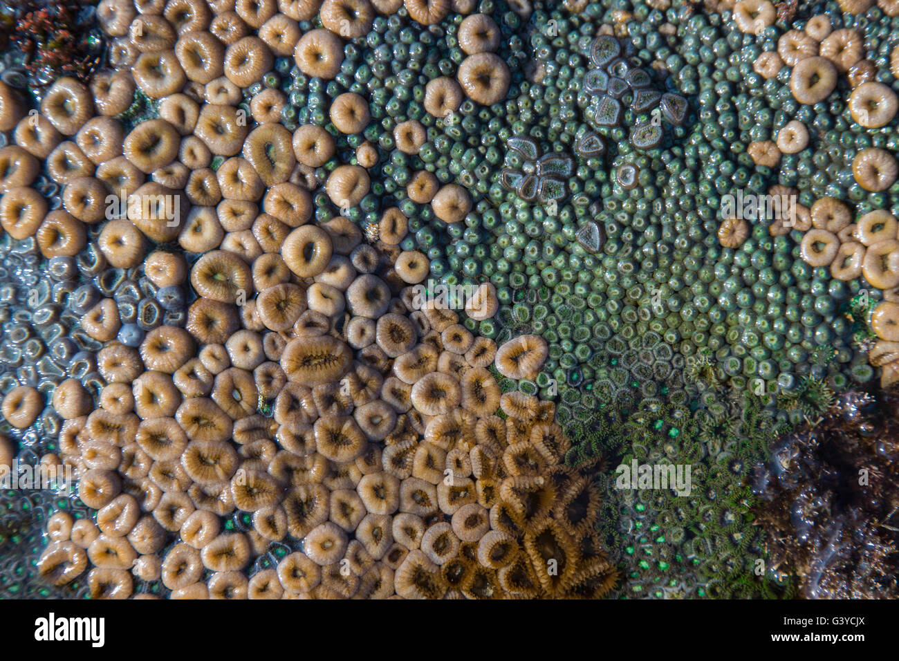 Verschiedenen Krustenanemonen oder Weichkorallen auf den Felsen in der Inter Gezeitenzone in Mosambik Stockfoto