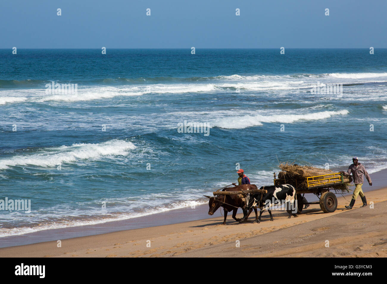 Einheimische fahren ihre Ochsenwagen und Anhänger beladen mit Schilf geerntet für die Verwendung als Baumaterial an einem Strand in Mosambik Stockfoto