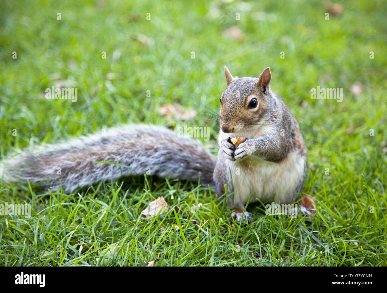 Die Nahaufnahme eines Eichhörnchens mit einer Mutter in Boston Common Park. Stockfoto