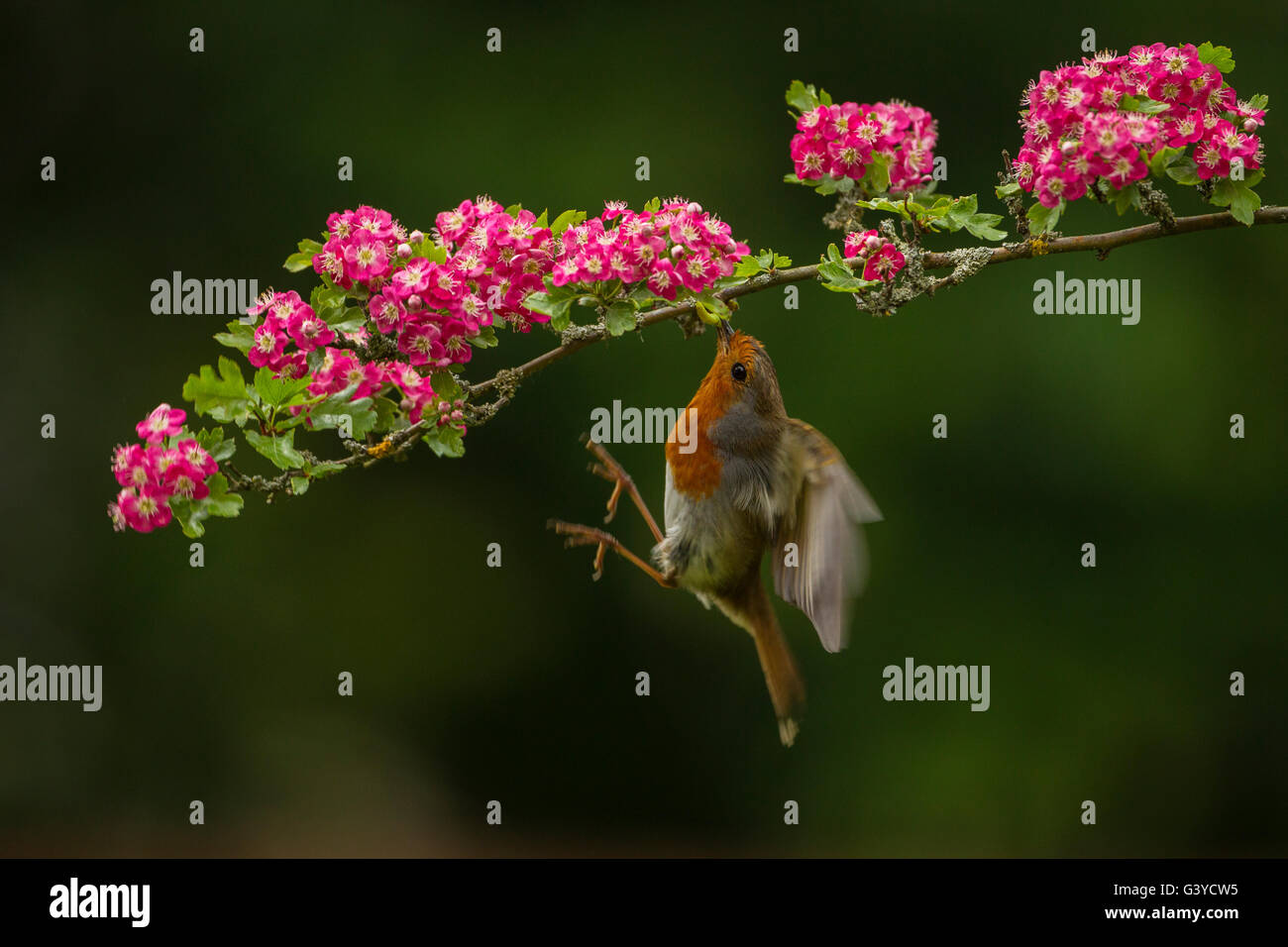 Robin, Erithacus Rubecula, UK Stockfoto