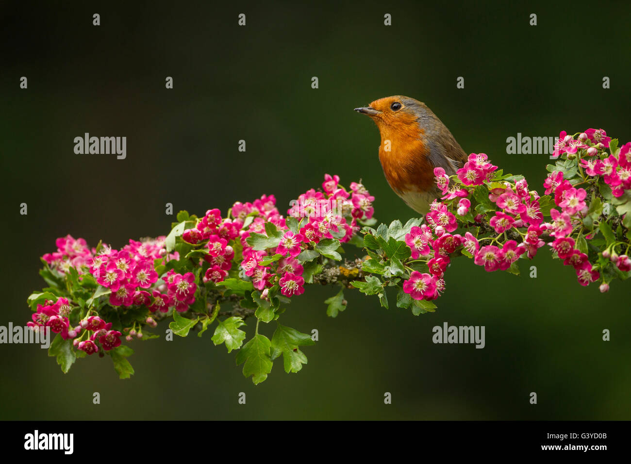 Robin, Erithacus Rubecula, UK Stockfoto