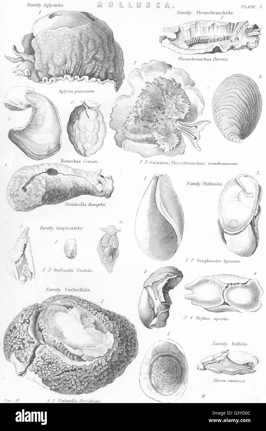 Weichtiere: Mollusca, antique print 1800 Stockfoto
