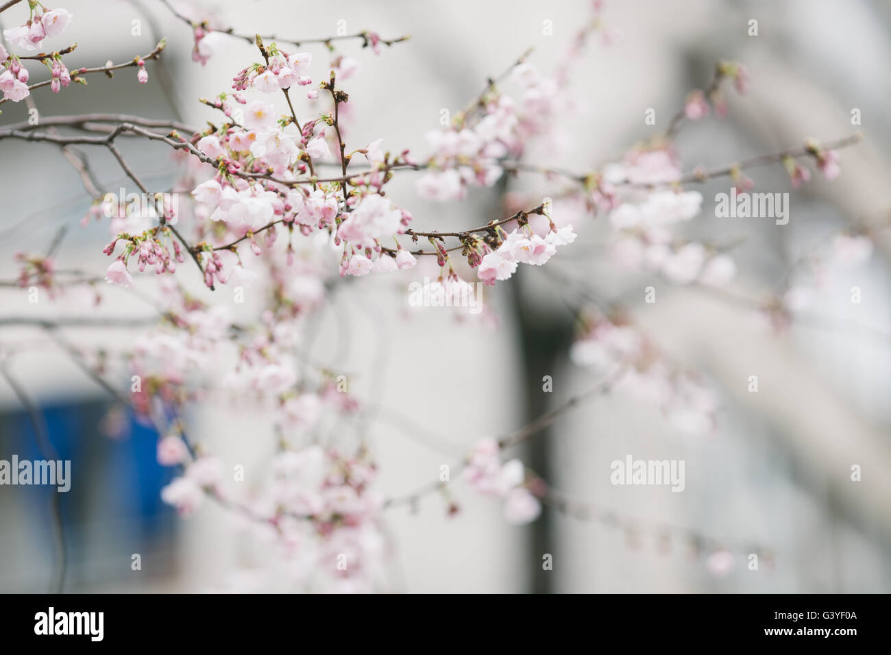 Spring Blossom Baum Stockfoto