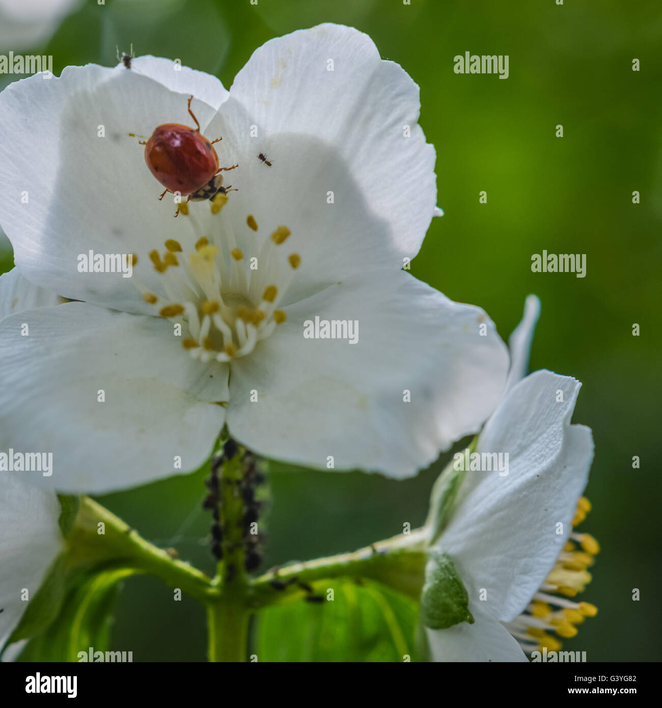 kleine rote Marienkäfer auf eine weiße Blume-Makro Stockfoto
