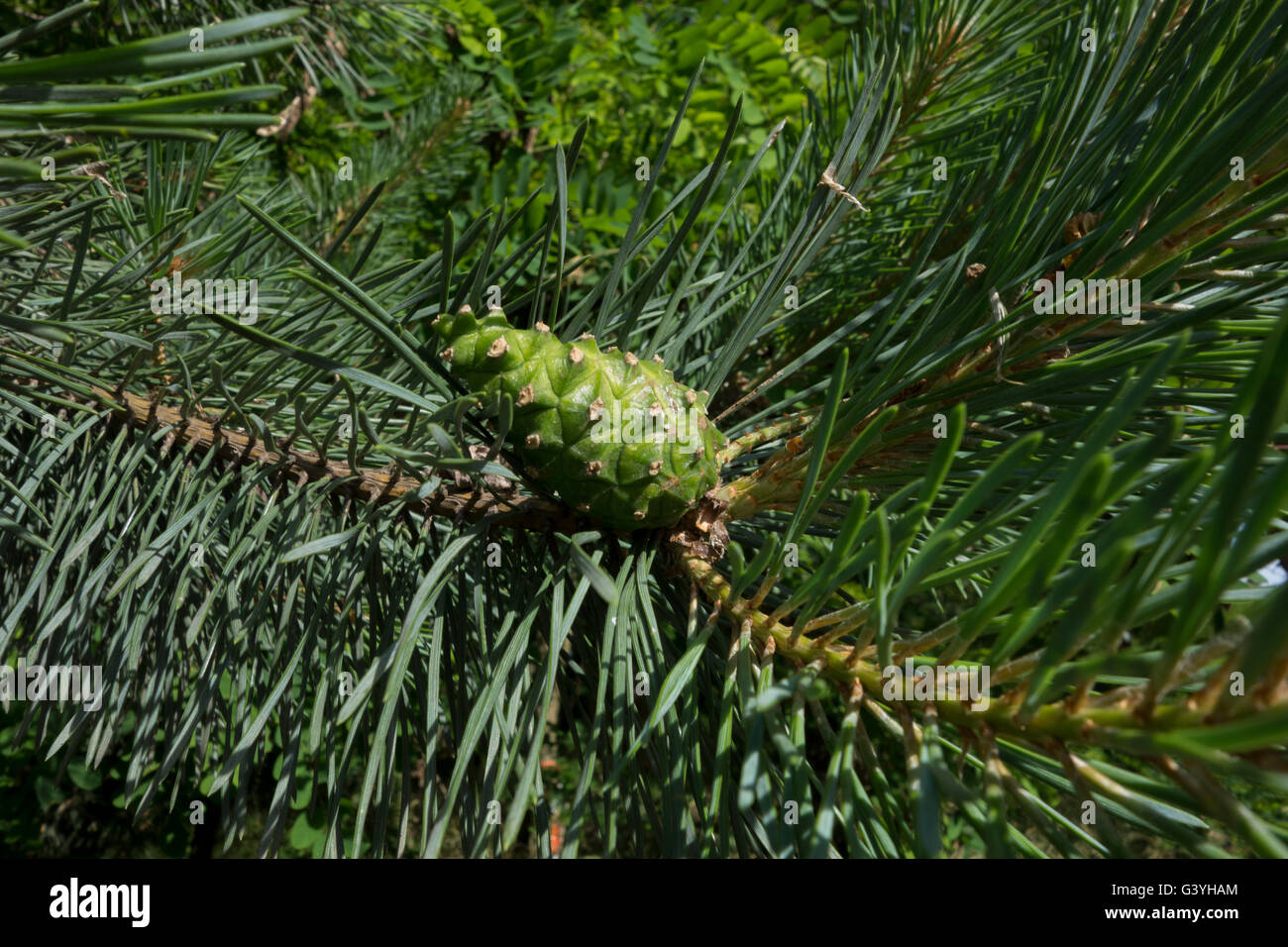 Kiefer auf einem Baum in Deutschland Stockfoto