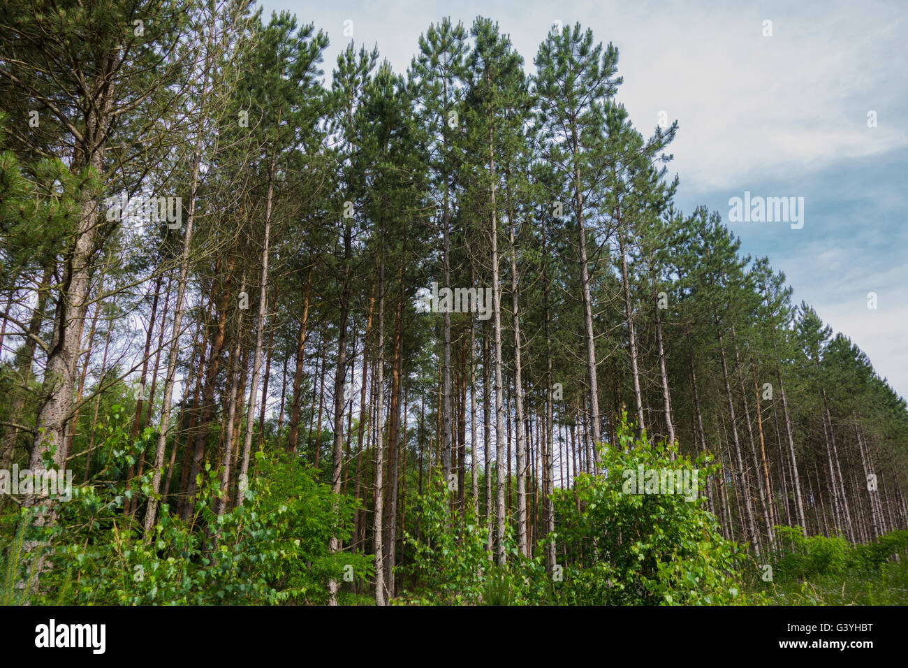 Gemeinsamen Fichte, Picea Abies, Wald in Deutschland. Stockfoto