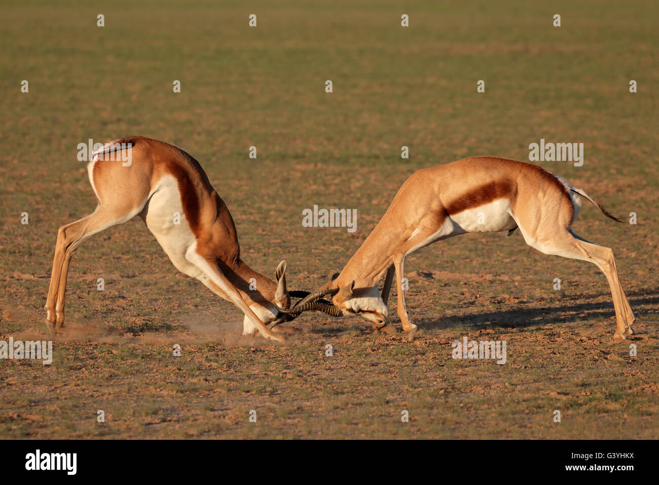 Zwei männliche Springbock Antilopen (Antidorcas Marsupialis) Kampf um Territorium, Kalahari-Wüste, Südafrika Stockfoto