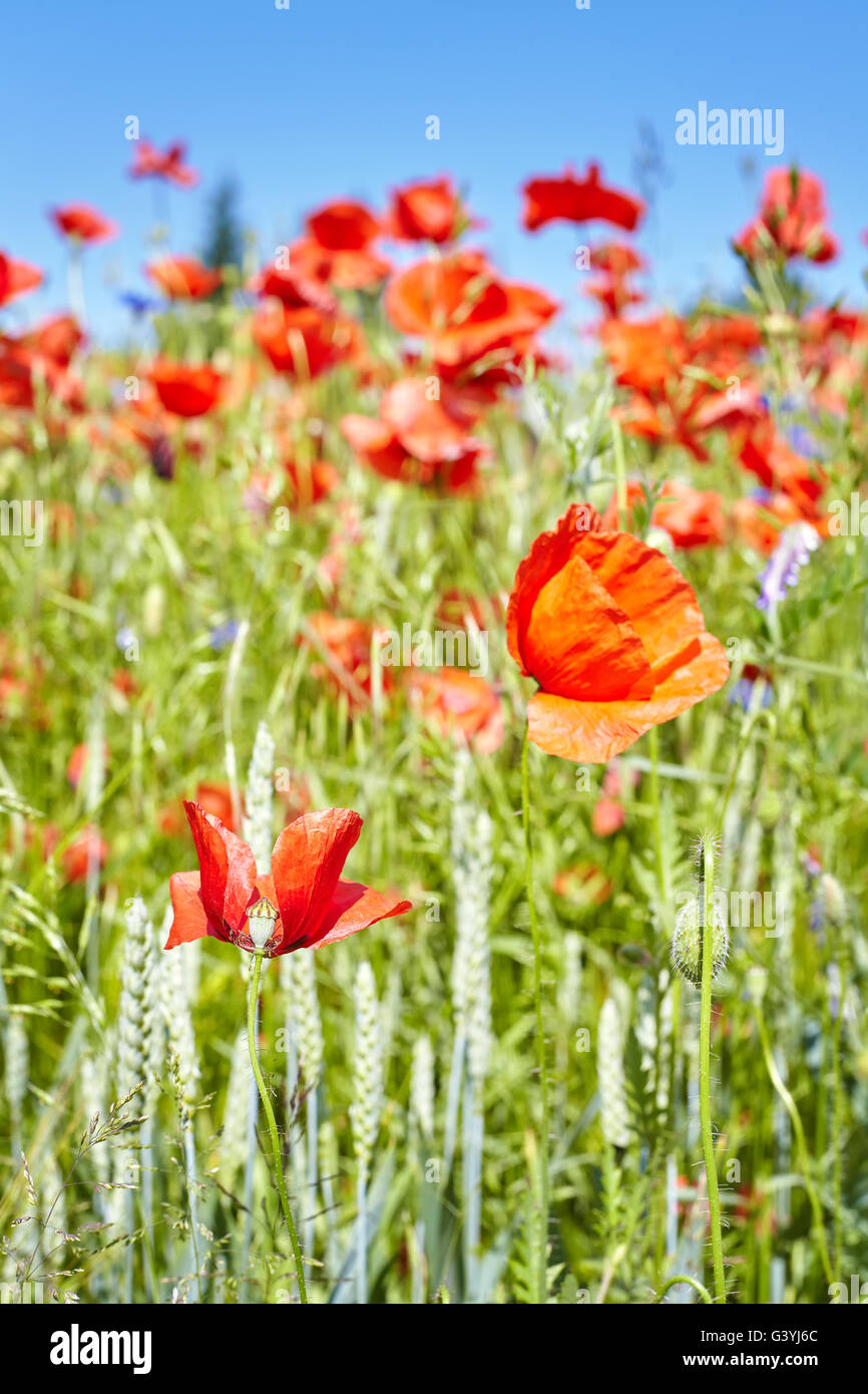 Mohnfeld hintergrund -Fotos und -Bildmaterial in hoher Auflösung – Alamy