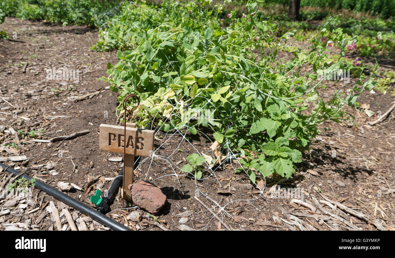 Erbsen in einem Gemüsegarten wachsen / Zuteilung mit hölzernen Identifikation Zeichen Stockfoto