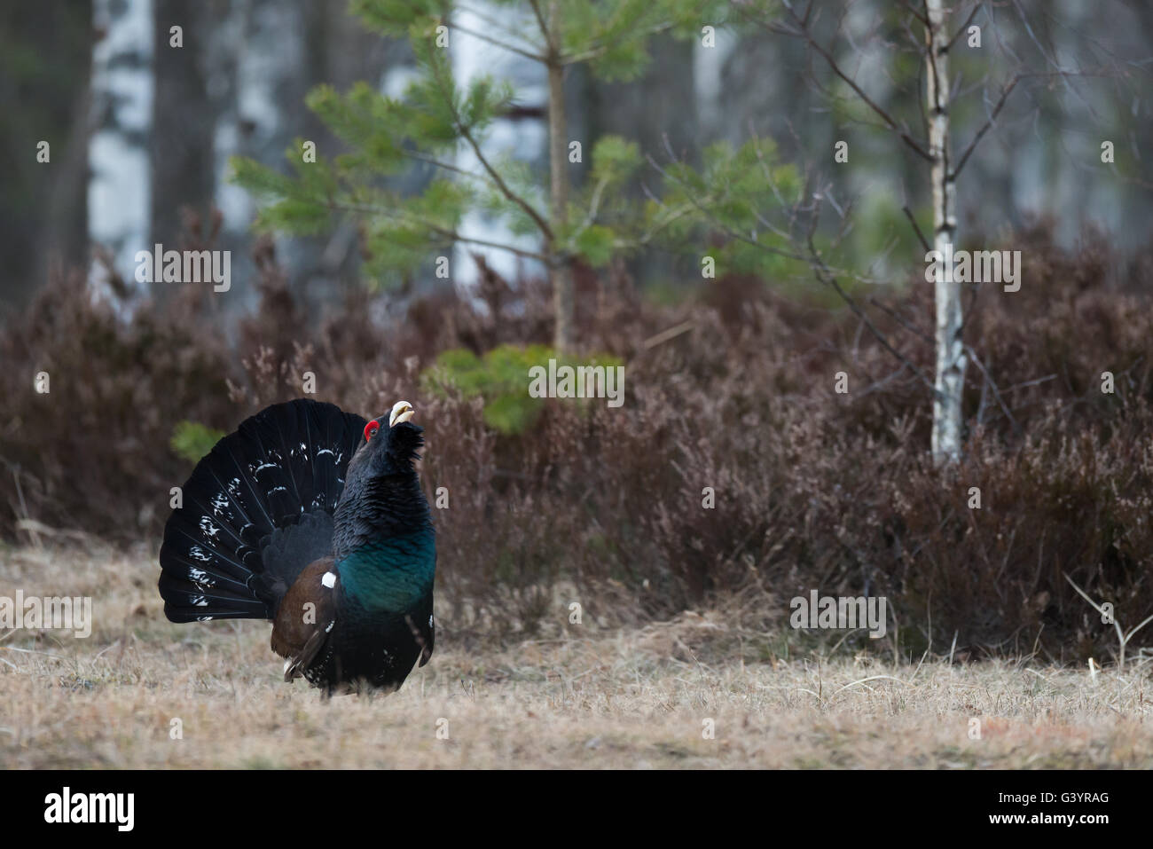 Auerhühner (at Urogallus), männlicher Vogel anzeigen. Stockfoto
