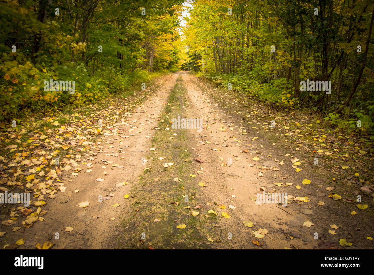 Herbst Landstraßen. Feldweg führt durch einen Wald mit Herbstlaub auf einem Herbst road trip in Michigan. Stockfoto
