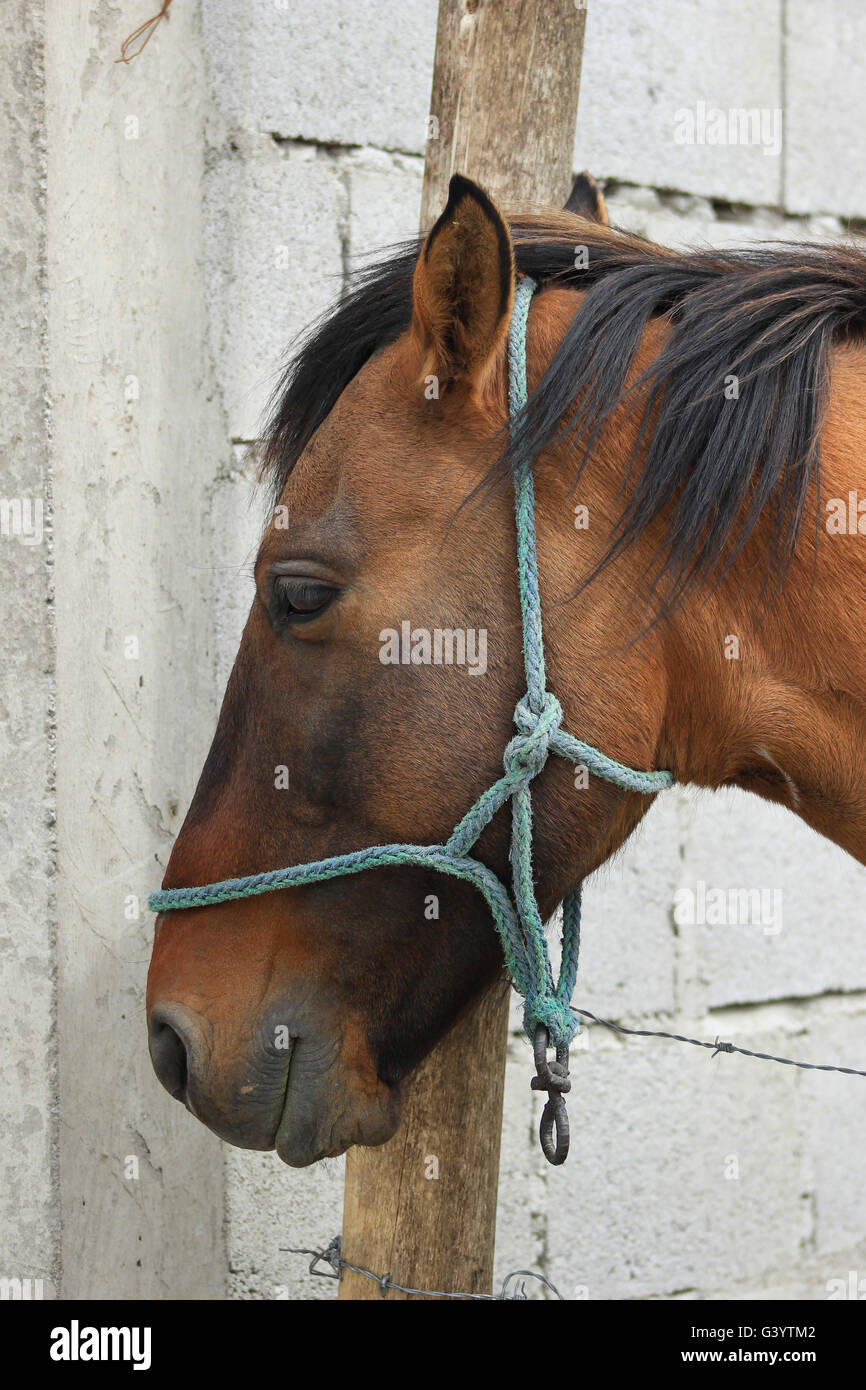Ein Pferd auf einer Weide auf einer Farm in Cotacachi, Ecuador Stockfoto