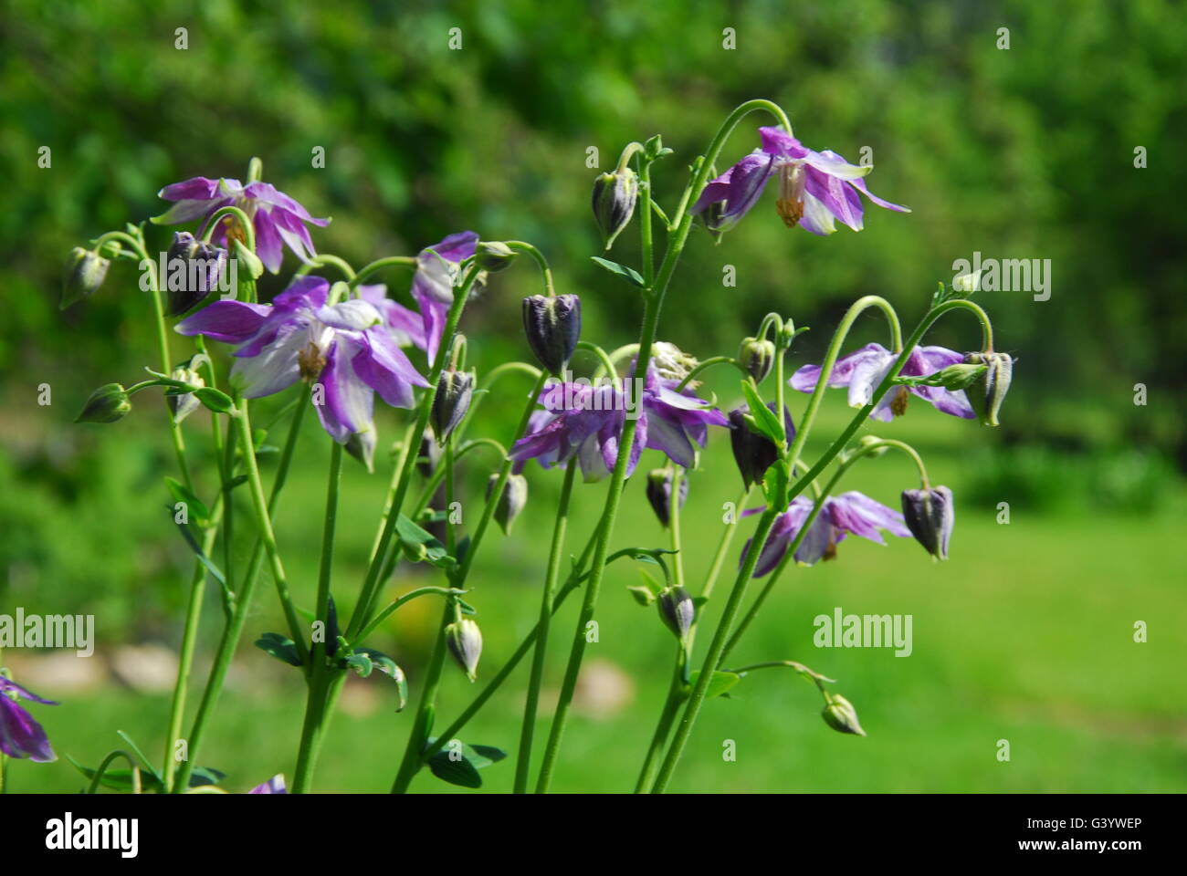 Akelei Blumen, alpine Akeleien Stockfoto