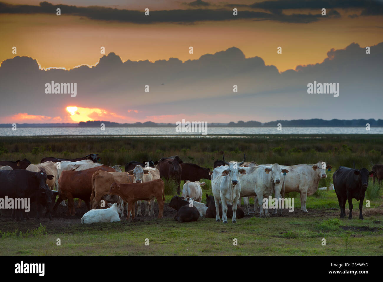 Rinderherde sitzen am Ufer des Lake Kissimmee auf Lightsey Cattle Ranch in Lake Wales, Florida Stockfoto