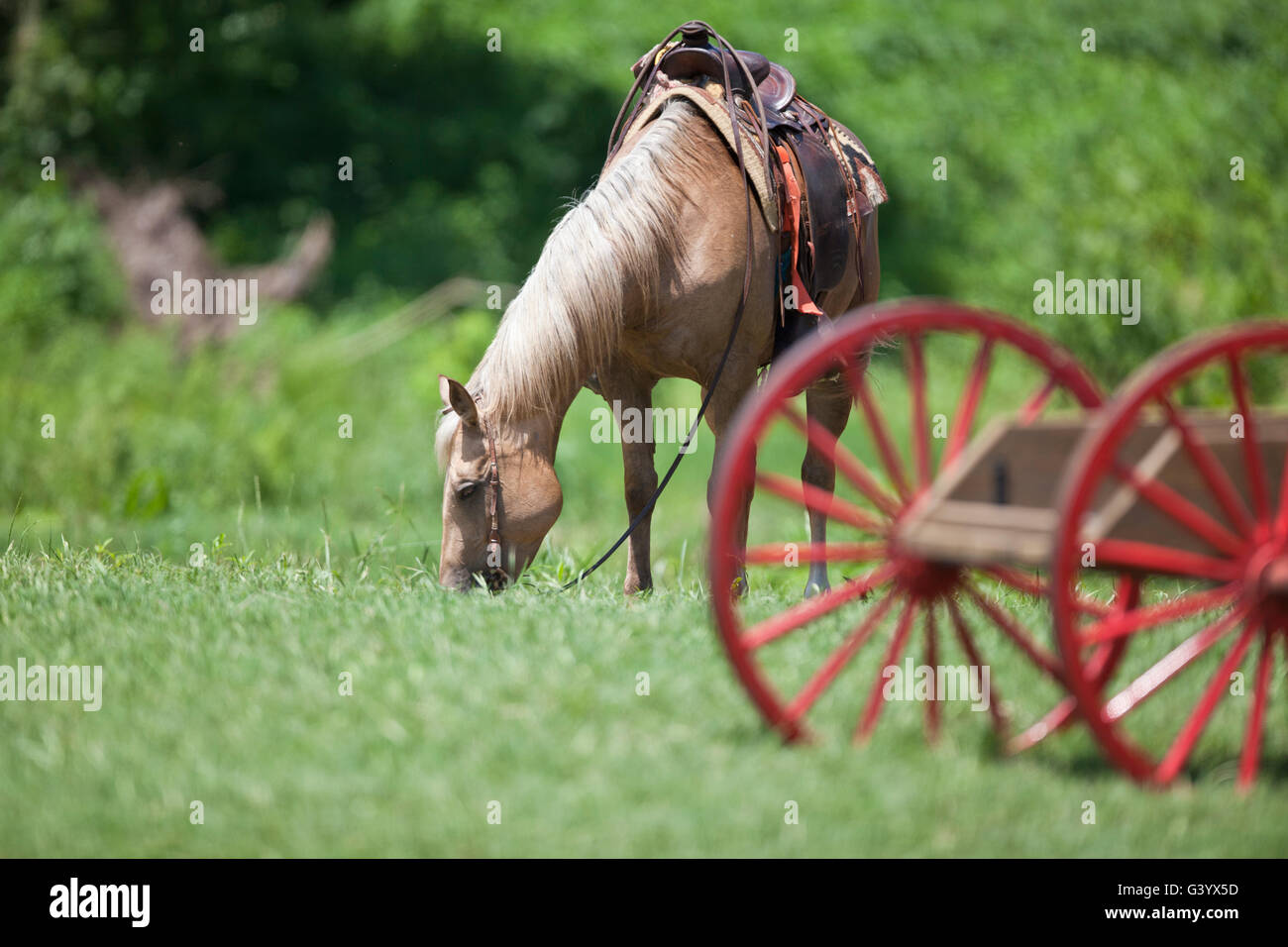 Pferd hinter einer hölzernen Rädern Planwagen gesattelt Stockfoto