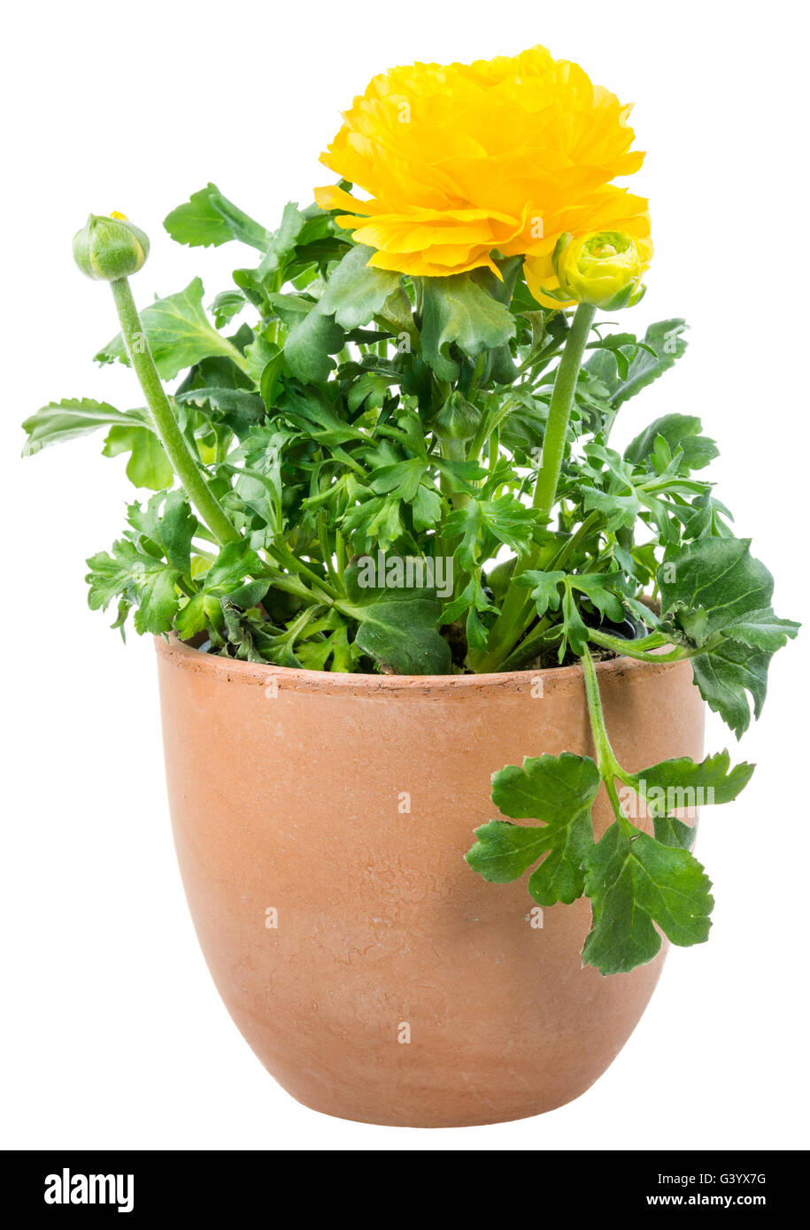 Nahaufnahme von einer isolierten getopft gelbe Ranunkeln Blume Stockfoto