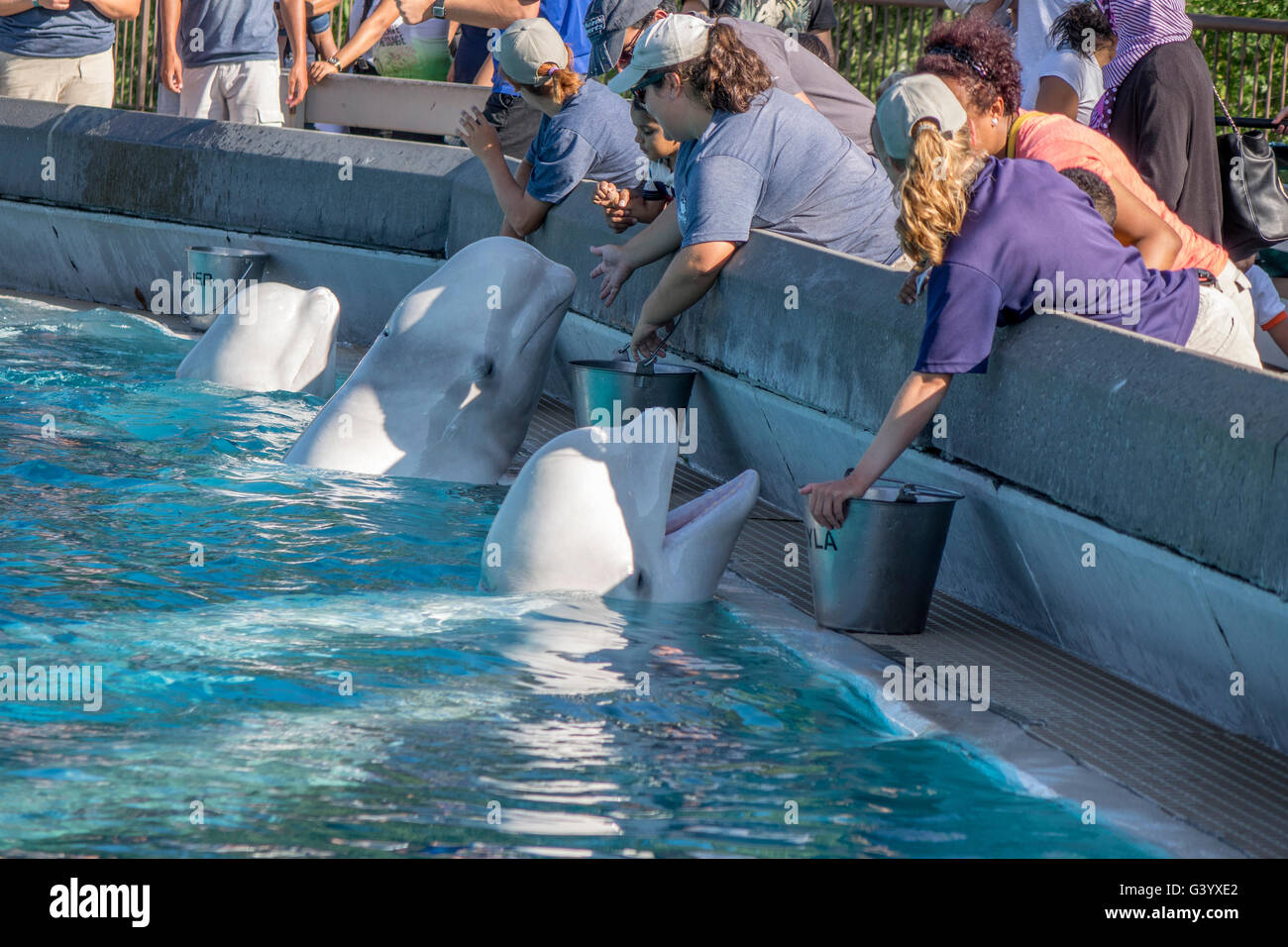 Trainer Im Marineland Niagara Falls Ontario Assist Besucher Arktische Bucht In Der Futterung Der Weissen Arktischen Beluga Wale Stockfotografie Alamy