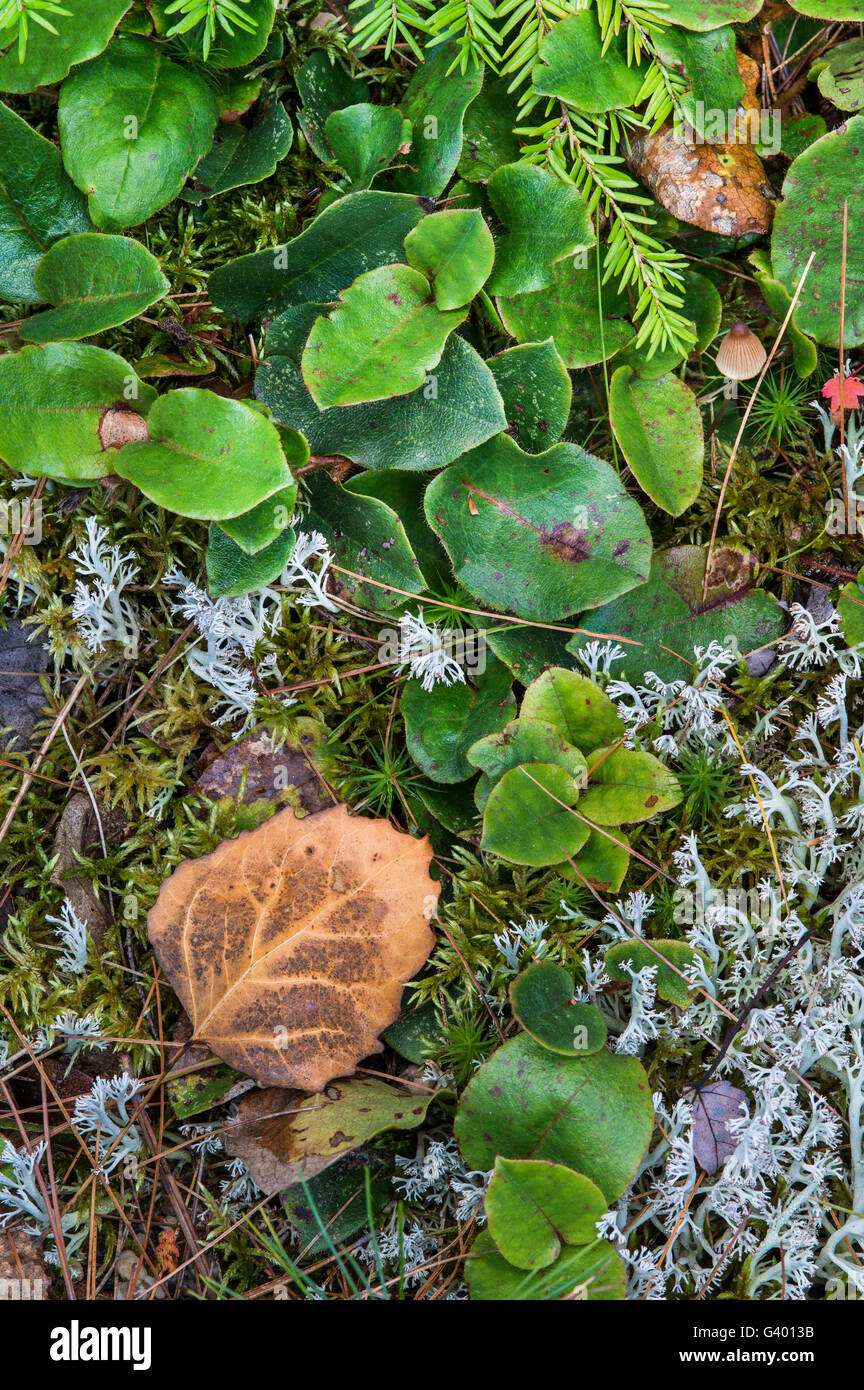 Moos, Flechten, Immergrün und andere Pflanzen Form einer natürlichen Collage auf dem Waldboden, White Mountain National Forest, New Hampshire, USA Stockfoto