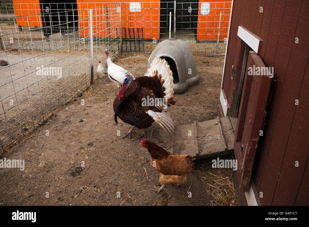 Puten und Hühner in ihrem Stift auf einem nördlichen Illinois Bauernhof. Stockfoto