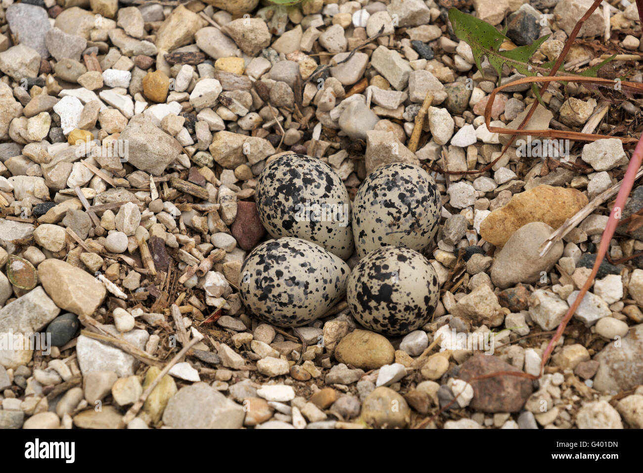 Killdeer nest mit 4 Eiern auf dem nördlichen Illlinois Bauernhof. Stockfoto