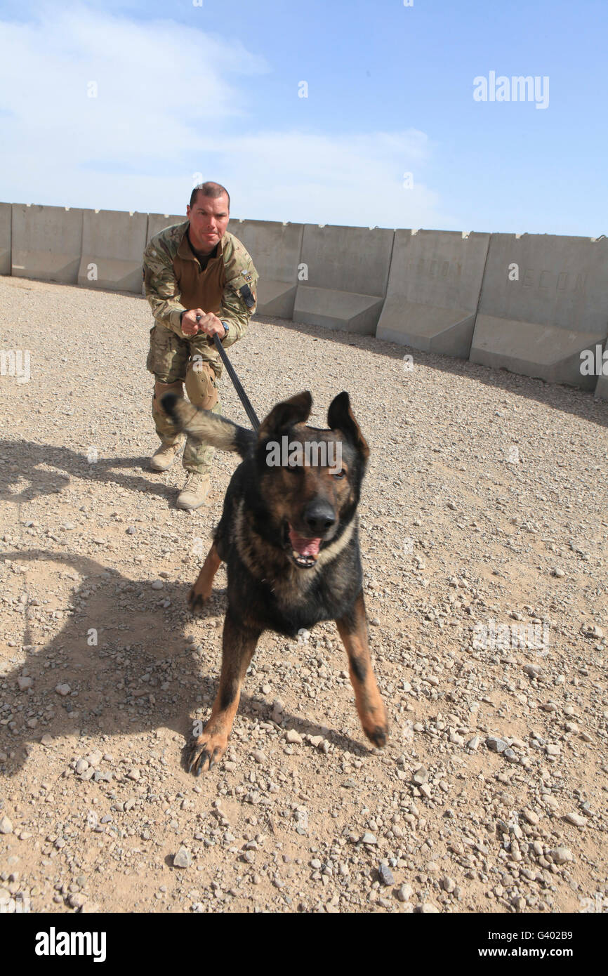 Britischer Soldat hemmt seine militärische Gebrauchshund. Stockfoto