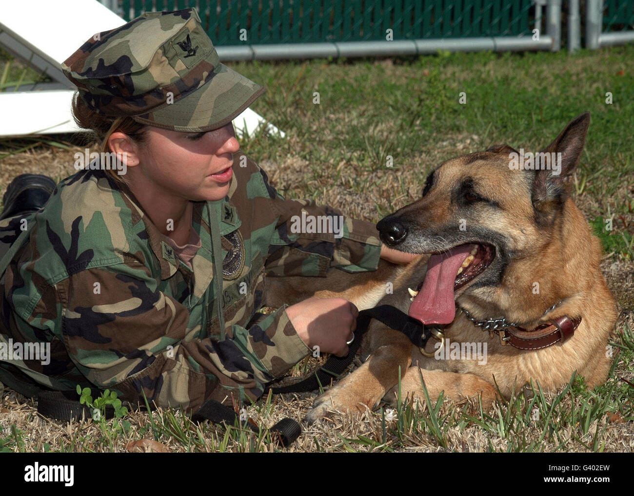 Soldat verleiht eine explosive Detektor Hund positiven Verstärkung. Stockfoto