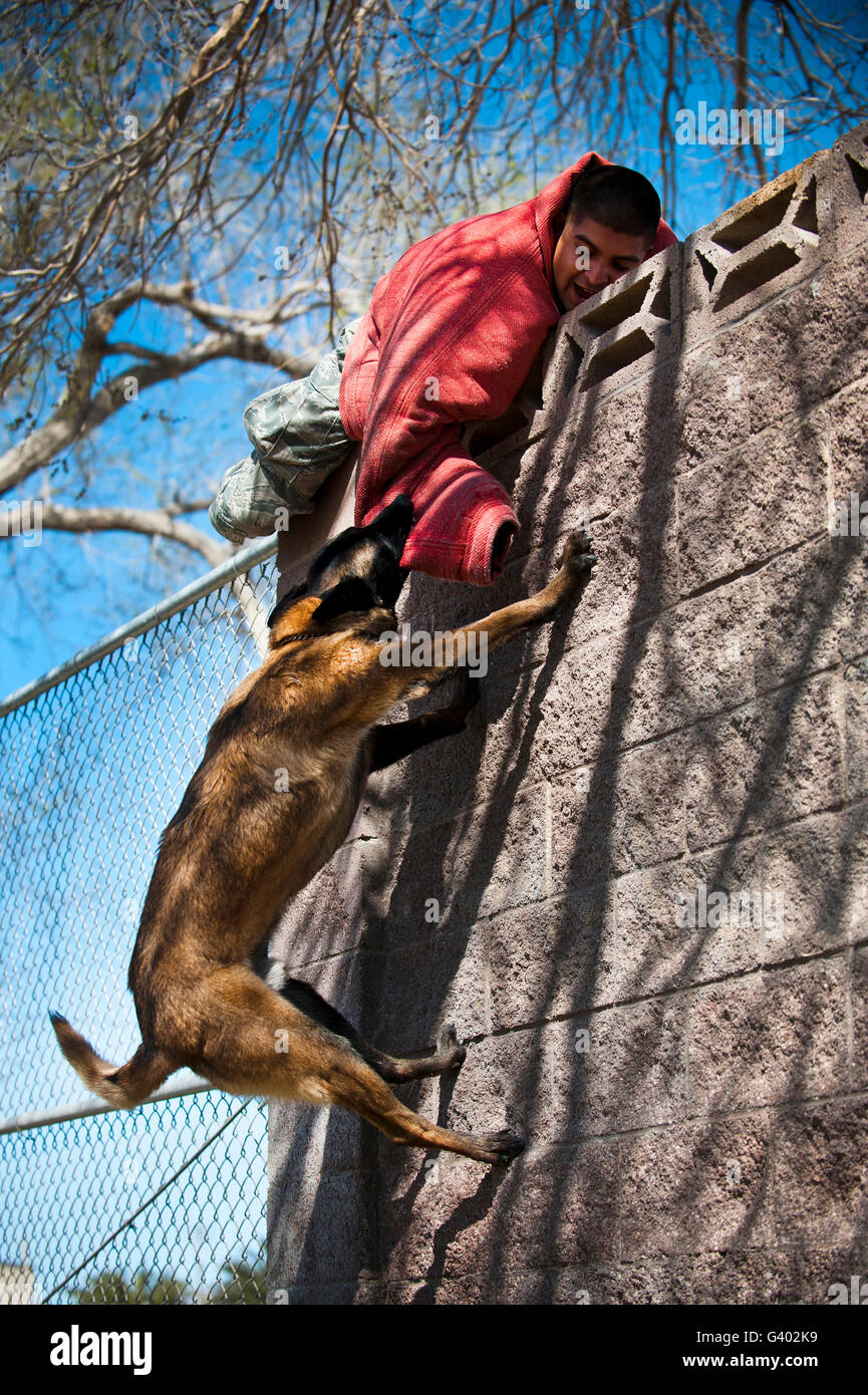 Ein militärischer Arbeitshund klettert eine Wand um einen Verdächtigen festzunehmen. Stockfoto