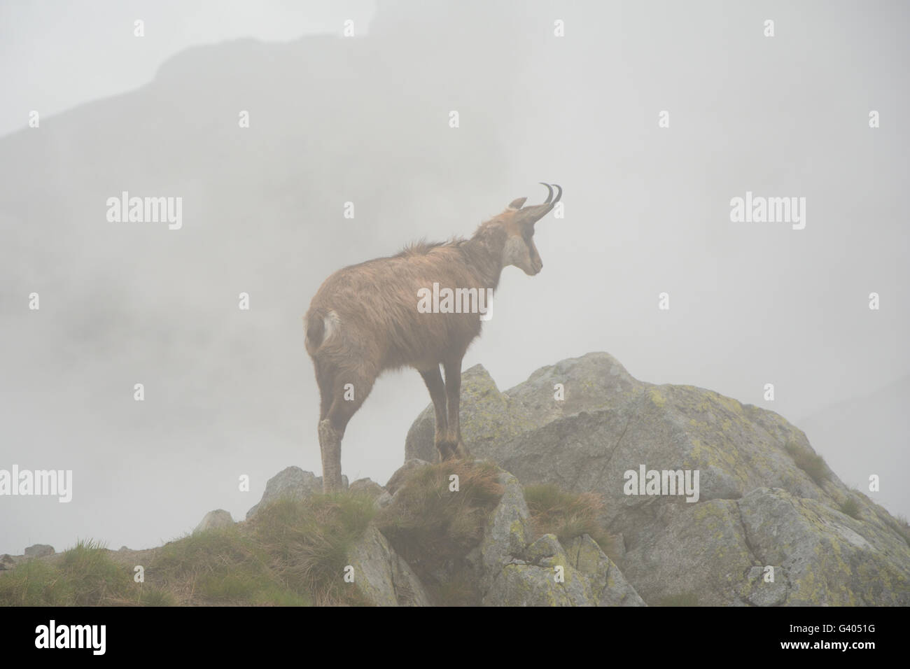 Gämse im Nebel auf Felsen im Tatra-Gebirge Stockfoto