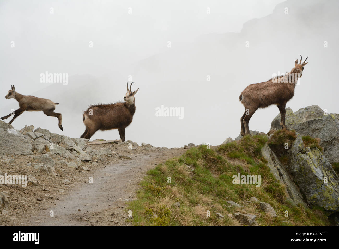 Zwei Erwachsene und ein Junge Gämsen im Nebel unterwegs im Tatra-Gebirge Stockfoto