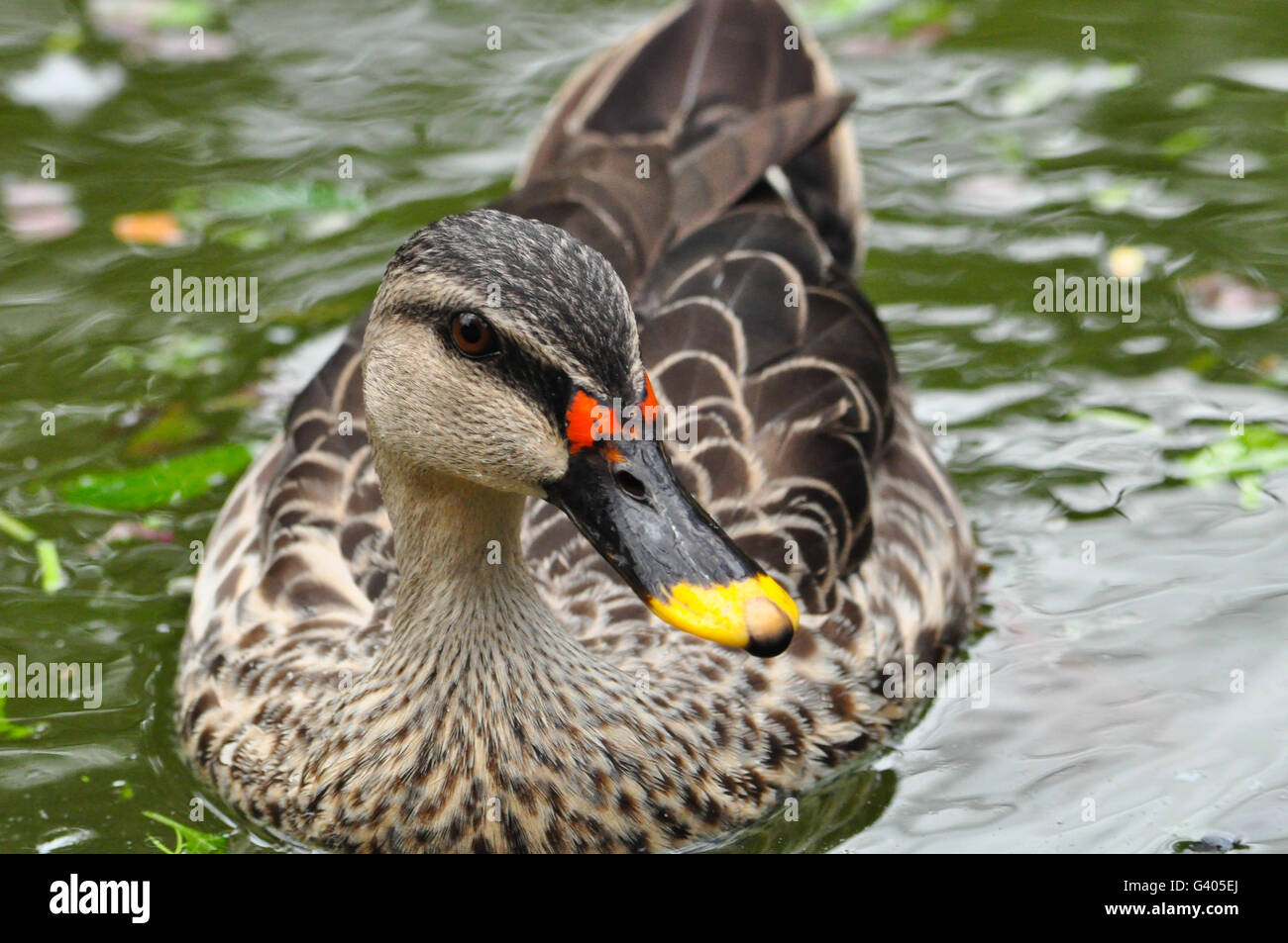 Spot-billed Ente (Poecilorhyncha Poecilorhyncha) Stockfoto