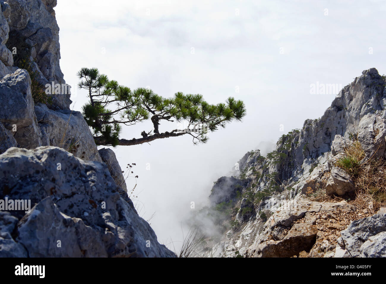 Kiefer auf einem Felsen in den Wolken. Krim, Ukraine. Stockfoto