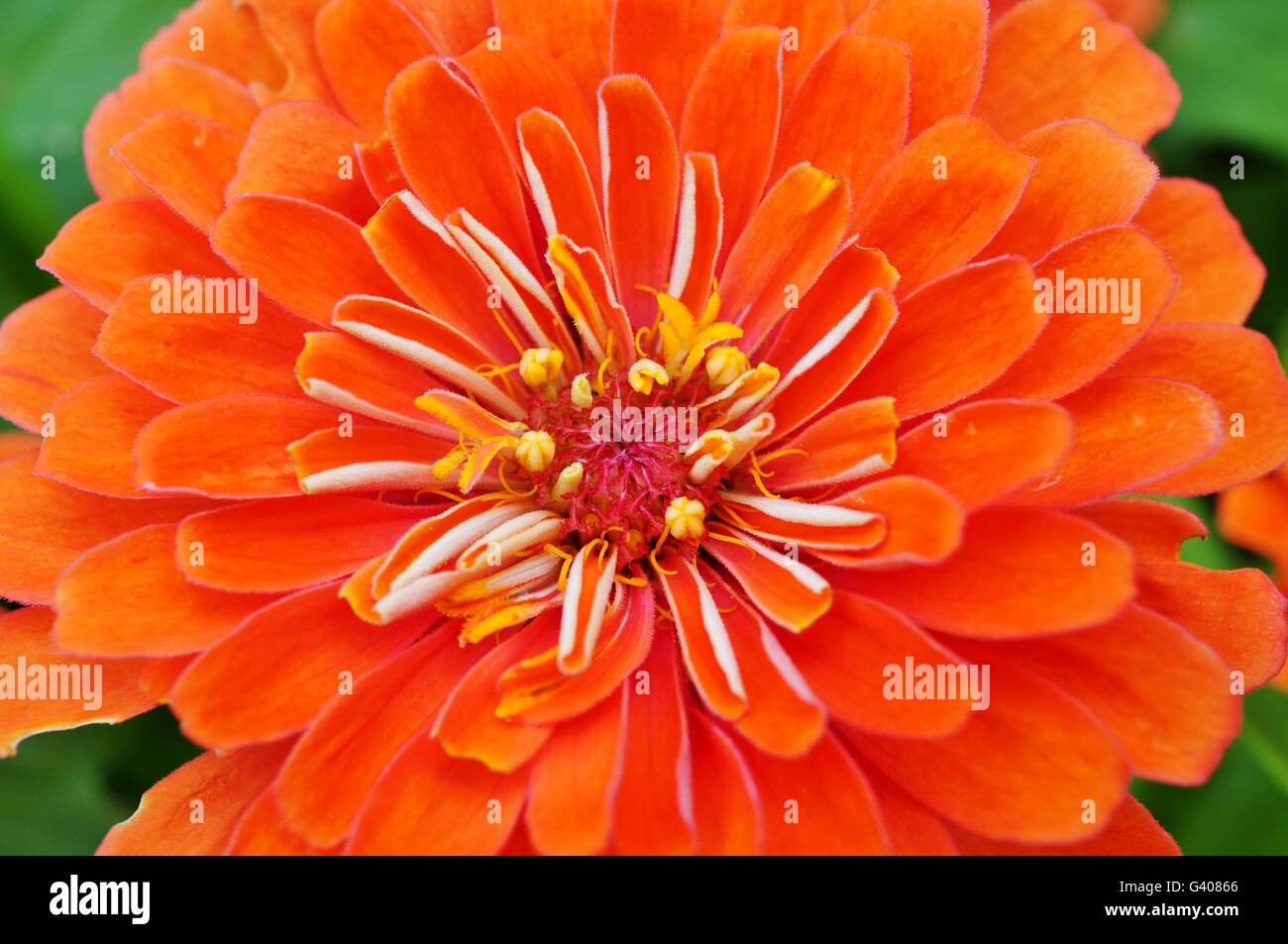 Orange rote Zinnie Blume in voller Blüte Stockfoto