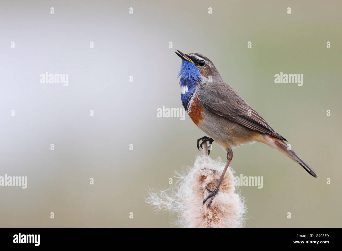 Blaukehlchen (Luscinia Svecica) sitzen im Schilf, Niederlande Stockfoto