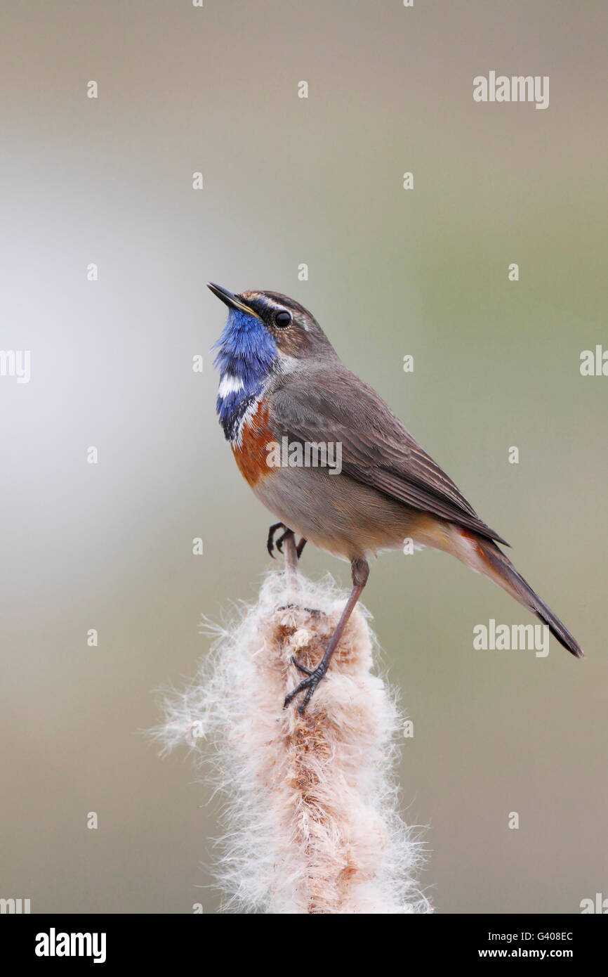 Blaukehlchen (Luscinia Svecica) sitzen im Schilf, Niederlande Stockfoto