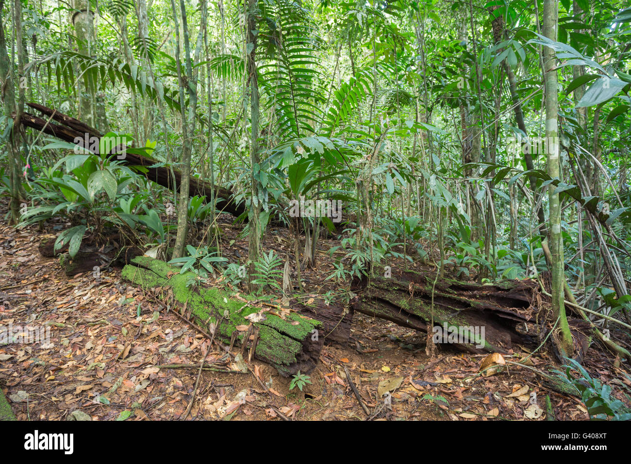 Blick auf den Dschungel Stockfoto