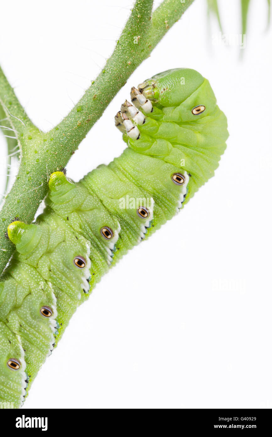 Tabak-Hornworm am Stamm der Tomatenpflanze. Manduca Sexta. AKA Goliath Wurm. Stockfoto