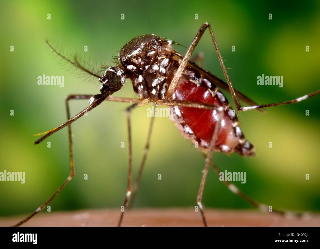 Die Mücke Aedes Aegypti Mücke eine Blutmahlzeit auf einen menschlichen Wirt zu erwerben. Die Mücke kann tragen eine Vielzahl von Krankheiten und ist hinter dem Ausbruch von Dengue-Fieber und Zika Virus. Stockfoto