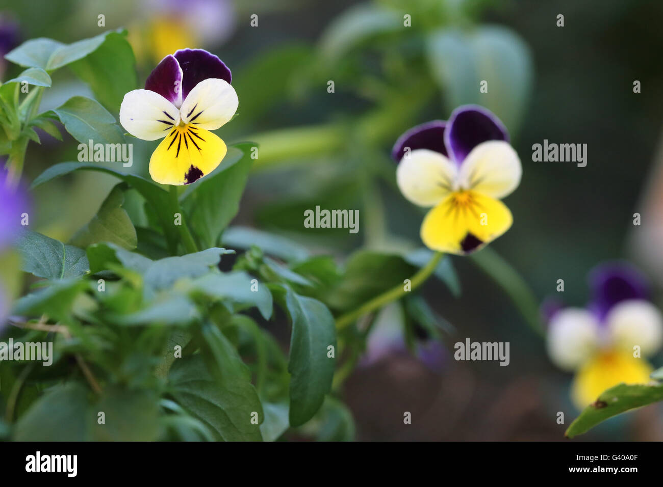 Viola Tricolor oder Viola Cornuta oder Alias Viola Johnny Jump Up eine essbare Blumen Stockfoto