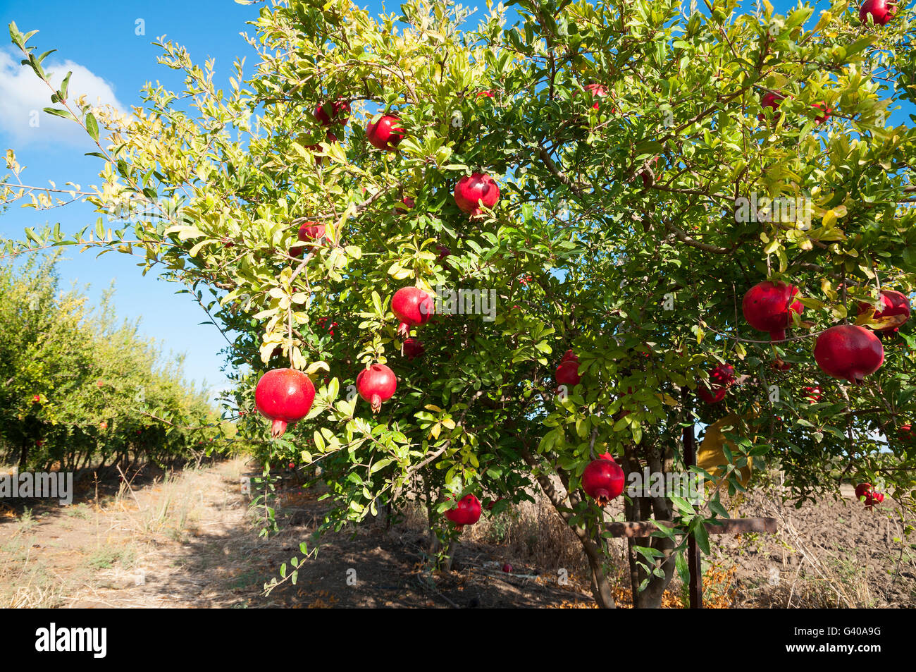 Granatapfel Baum Plantage Stockfotografie Alamy