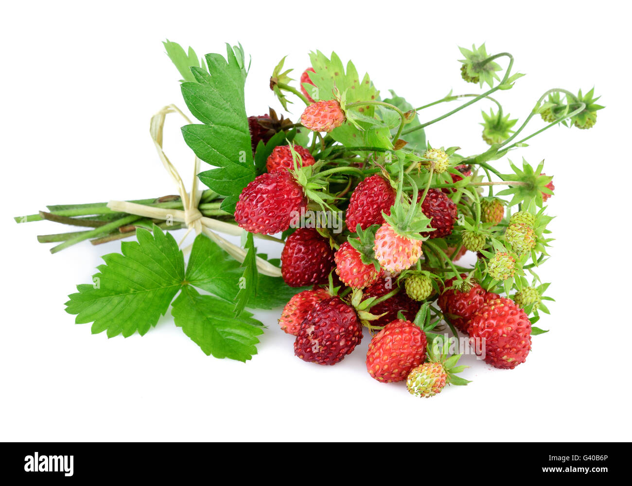 Wilde Erdbeeren. Wald-Erdbeere mit Blättern auf weiß. Stockfoto