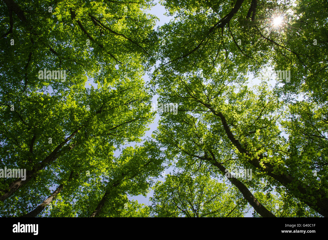 Große Sommer-Feeling unter den frischen grünen Linden mit Sonnenstrahlen Stockfoto