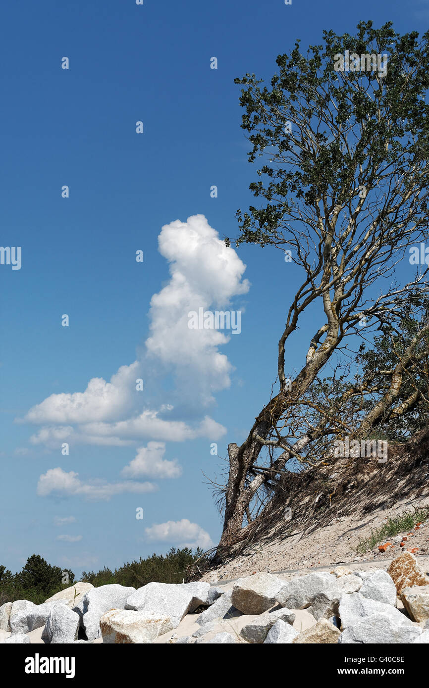 Bäume auf eine braune Sanddünen Stockfoto