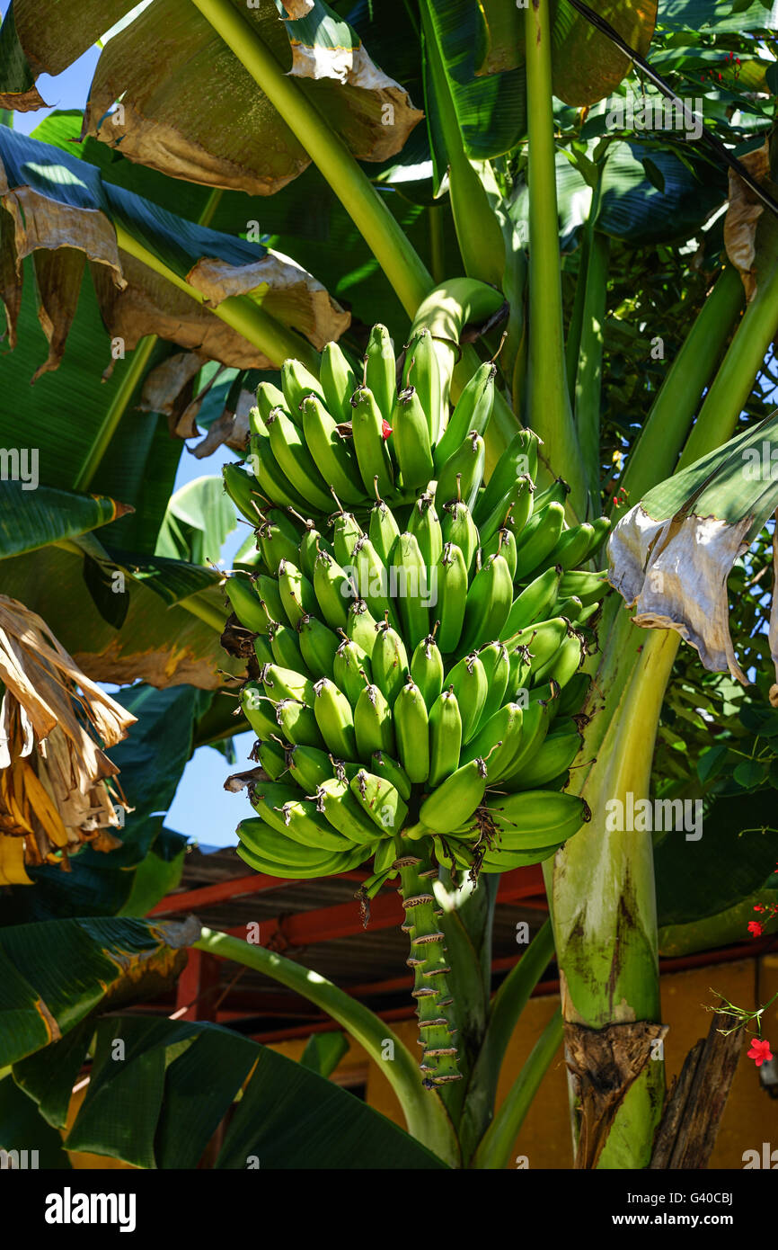 Stamm der Bananen wachsen auf der Banane Palme in der tropischen Natur