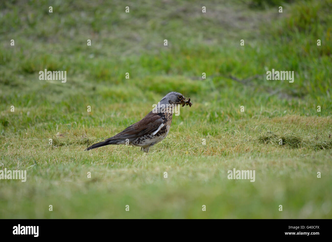 schöne Drossel Vogel Wandern und springen auf grünen Sommer Rasen umgraben Würmer und Fütterung Stockfoto