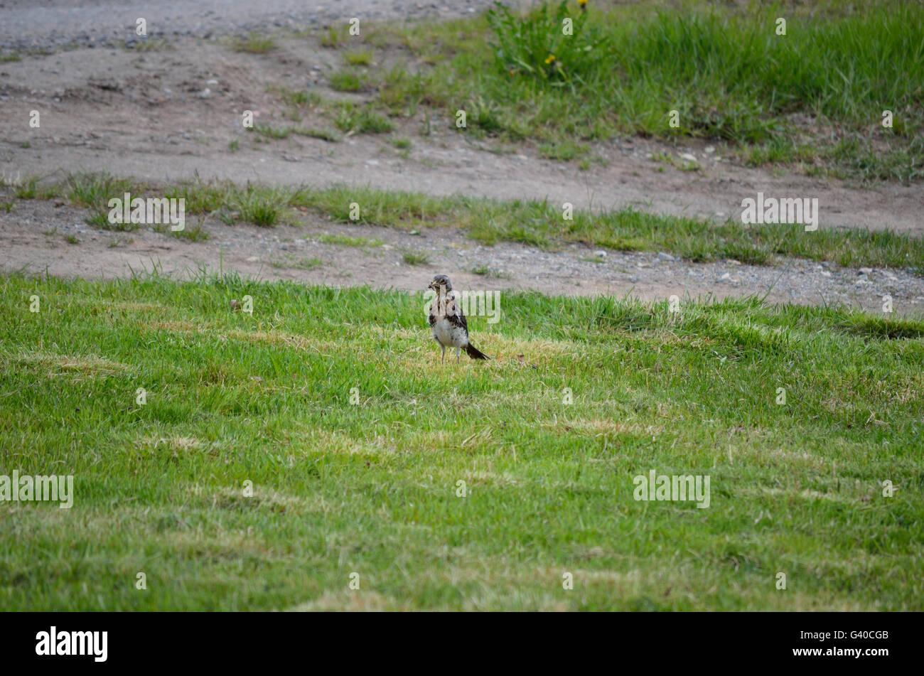 schöne Drossel Vogel Wandern und springen auf grünen Sommer Rasen umgraben Würmer und Fütterung Stockfoto