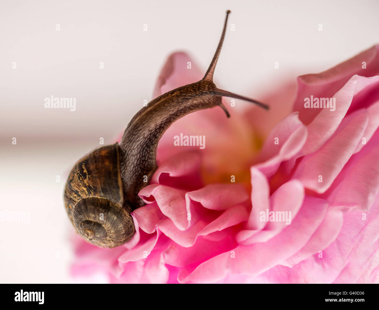 Einzelne Schnecke, kletterten über schöne rosa Englisch rose Blume, Studio Makro, isolierte wieder hellen Hintergrund. Stockfoto