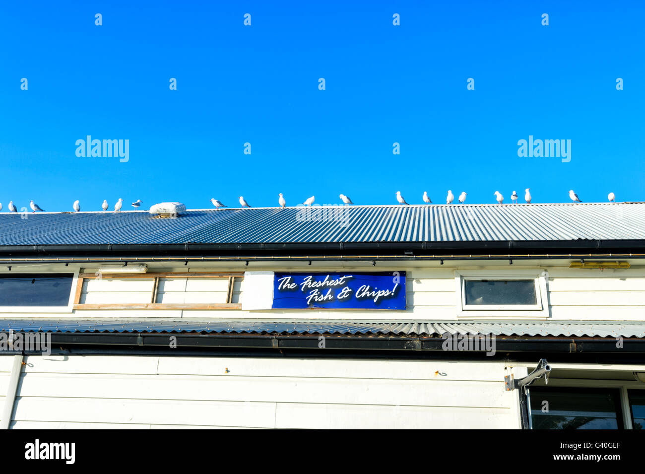 Eine Reihe von Möwen auf dem Dach eines Fish & Chips Restaurant, Sydney Harbour, Illawarra Küste, New South Wales, NSW, Australien Stockfoto