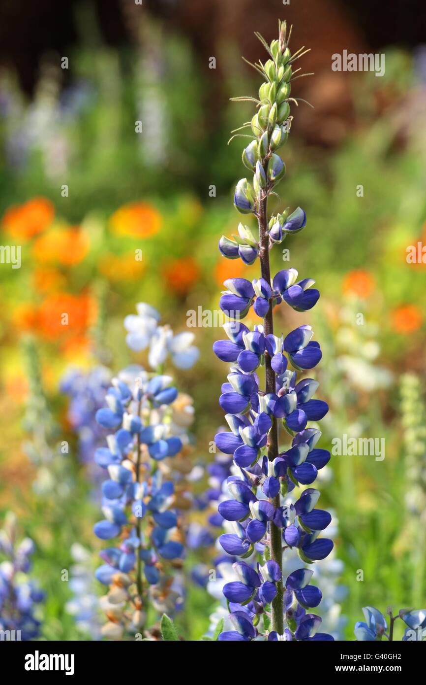 Texas Bluebonnet Blume (Lupinus Texensis) mit farbigen Hintergrund Stockfoto