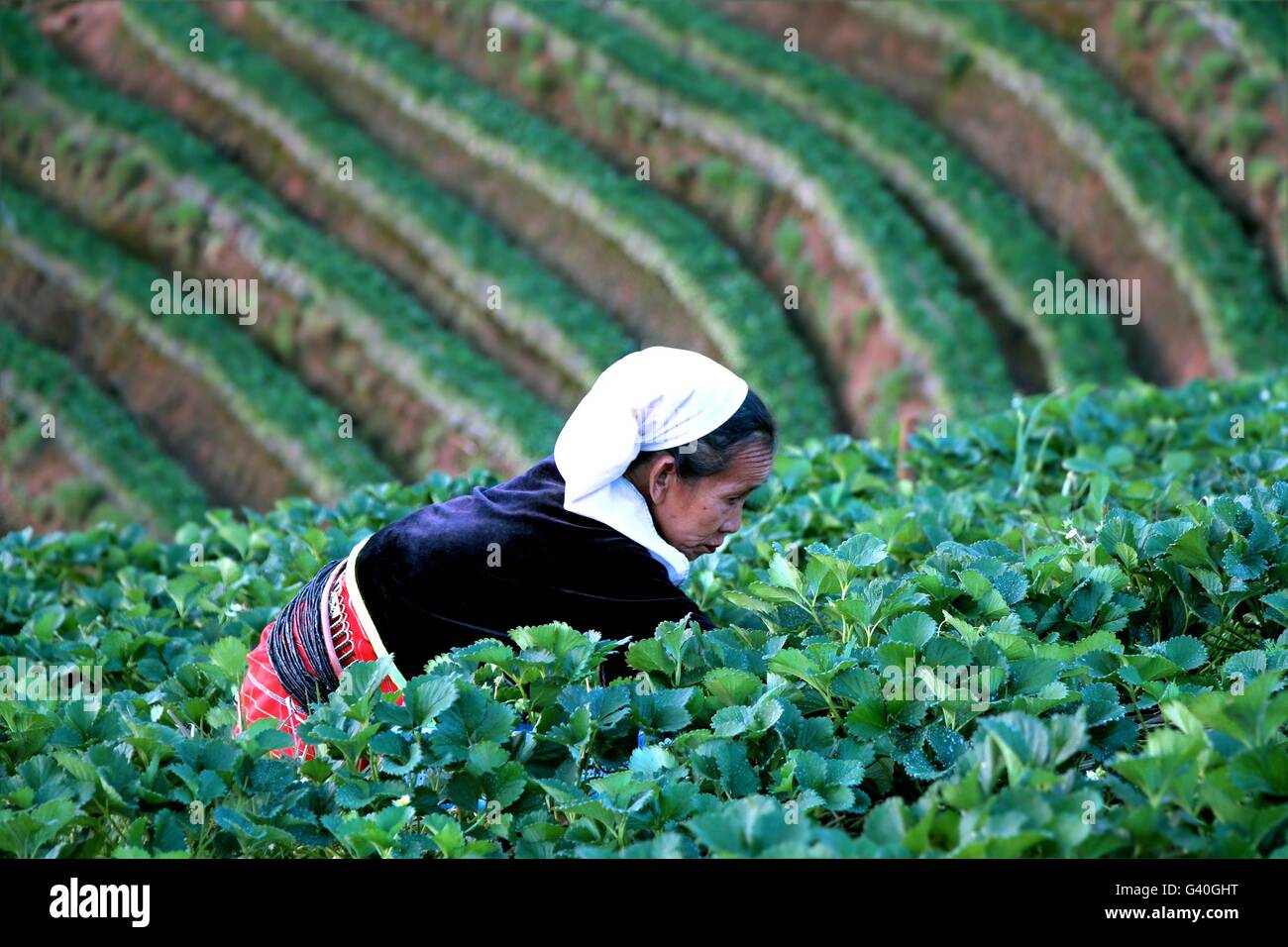 Chiang Mai, Thailand - 17. Februar 2015: alte arbeiten im Erdbeerfeld bei Baan Nolae, Royal Agricultural Station Angkhang, Stockfoto